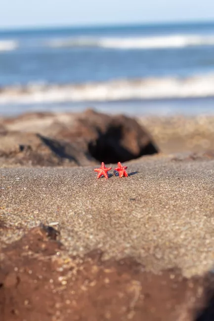 aritos de estrella de mar sobre arena