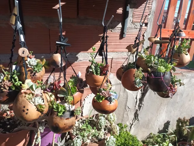 macetas de mate calabaza con mini jardin de cactus y crasas